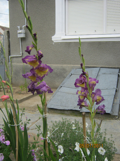 Picture 007 - gladiole 2011