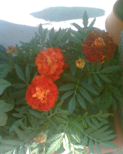 Picture 282 - Diverse flori