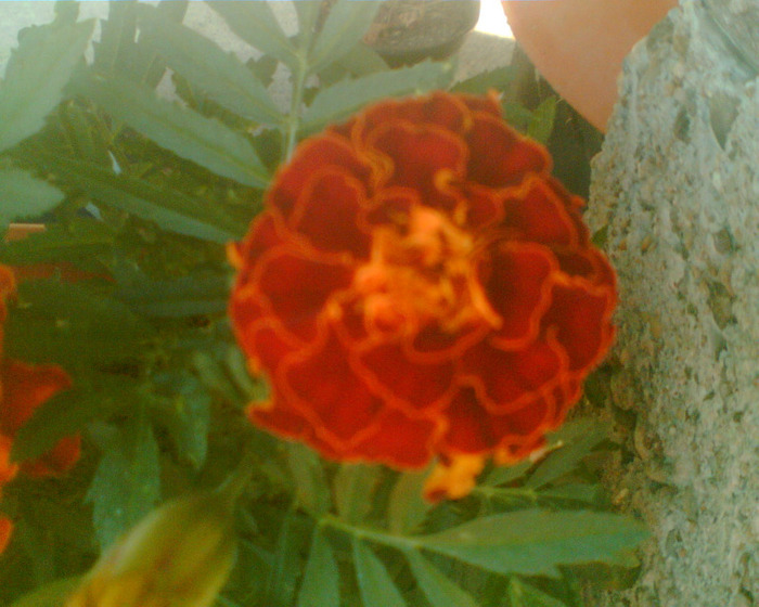 Picture 284 - Diverse flori