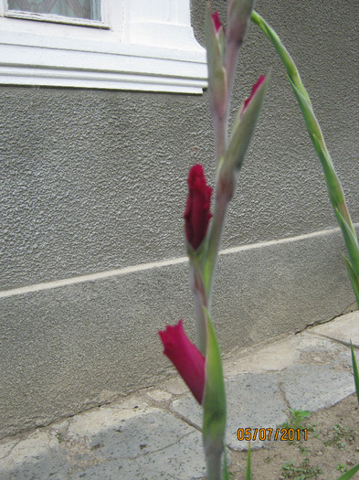 Picture 010 - gladiole 2011