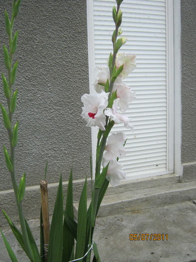 Picture 011 - gladiole 2011