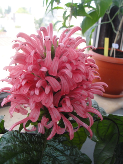 jacobina carnea-a inceput sa infloreasca - C-plante de interior 2011