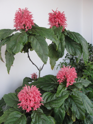 jacobina carnea- mai frumoasa ca anul trecut