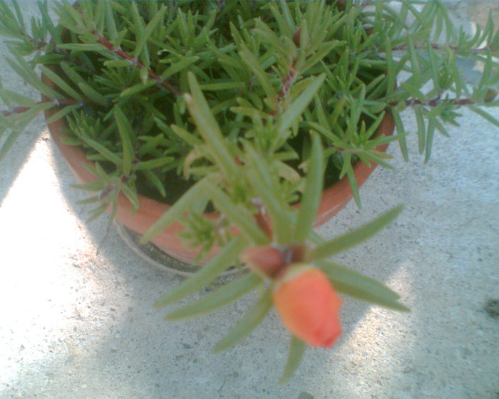 Picture 286 - Diverse flori
