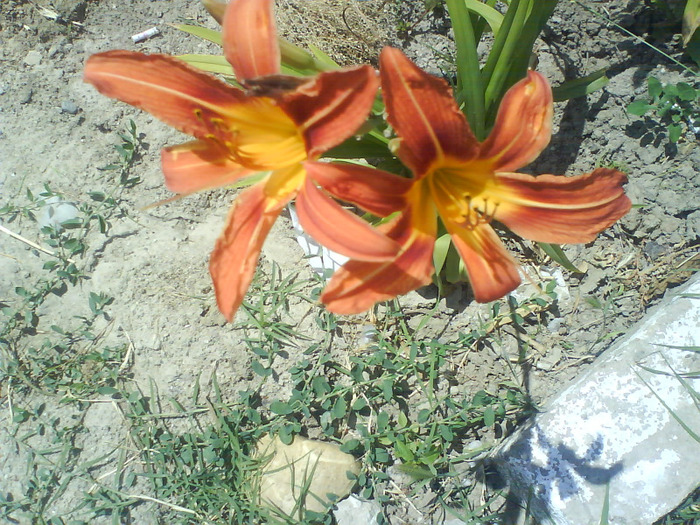 DSC06212 - HEMEROCALLIS-DE VANZARE