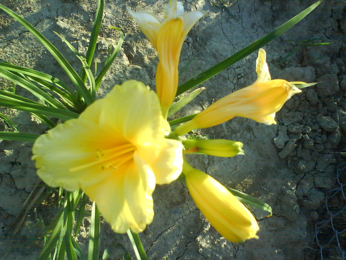 DSC06349 - HEMEROCALLIS-DE VANZARE