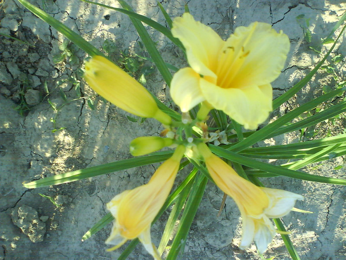 DSC06350 - HEMEROCALLIS-DE VANZARE