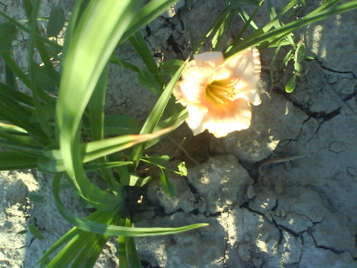 DSC06352 - HEMEROCALLIS-DE VANZARE