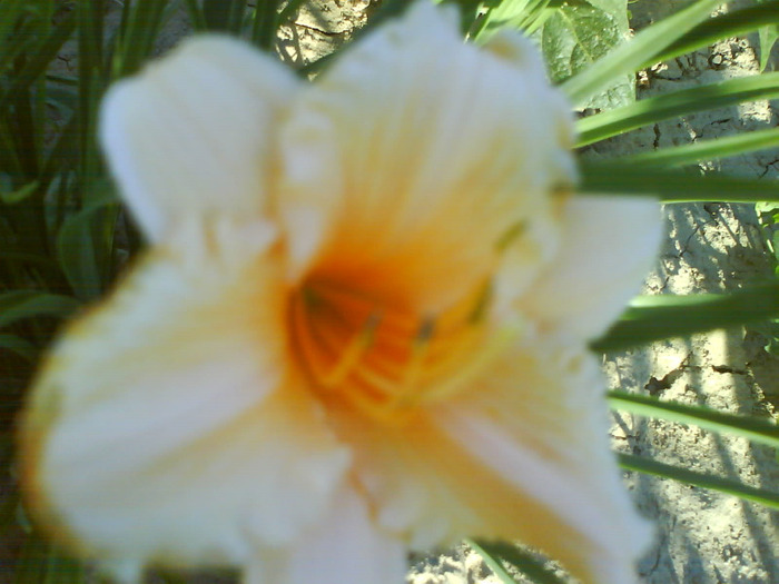 DSC06354 - HEMEROCALLIS-DE VANZARE