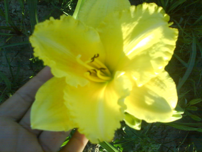 DSC06355 - HEMEROCALLIS-DE VANZARE