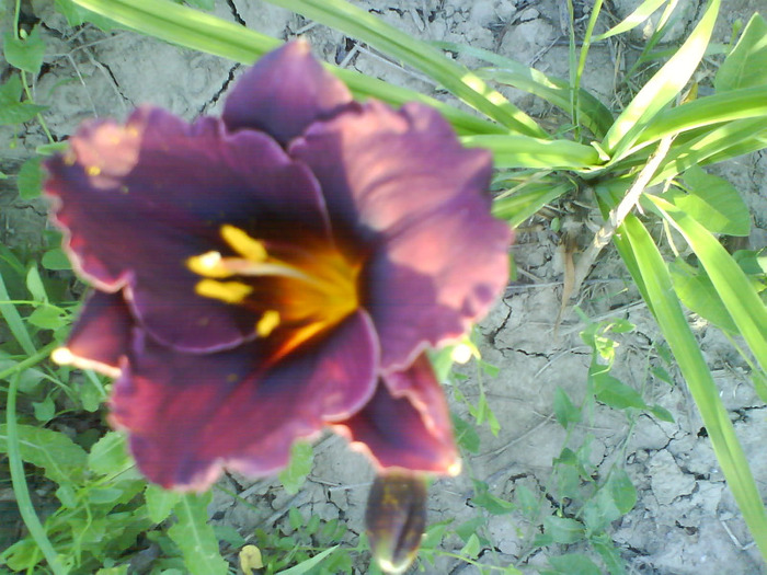 DSC06358 - HEMEROCALLIS-DE VANZARE