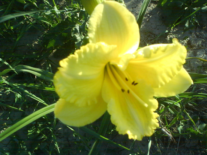 DSC06363 - HEMEROCALLIS-DE VANZARE