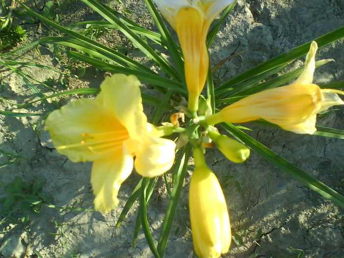 DSC06365 - HEMEROCALLIS-DE VANZARE