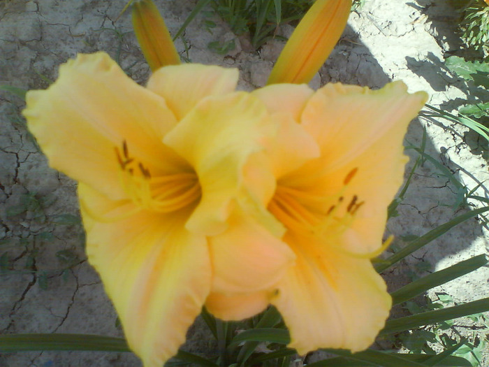 DSC06236 - HEMEROCALLIS-DE VANZARE