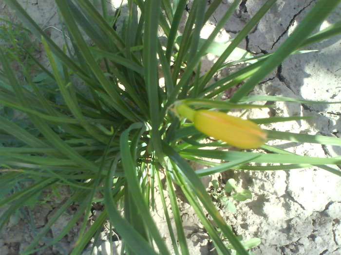 DSC06238 - HEMEROCALLIS-DE VANZARE