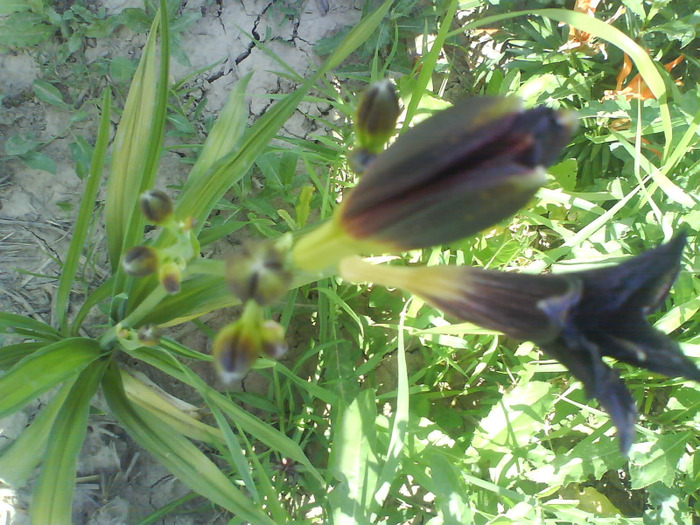 DSC06240 - HEMEROCALLIS-DE VANZARE