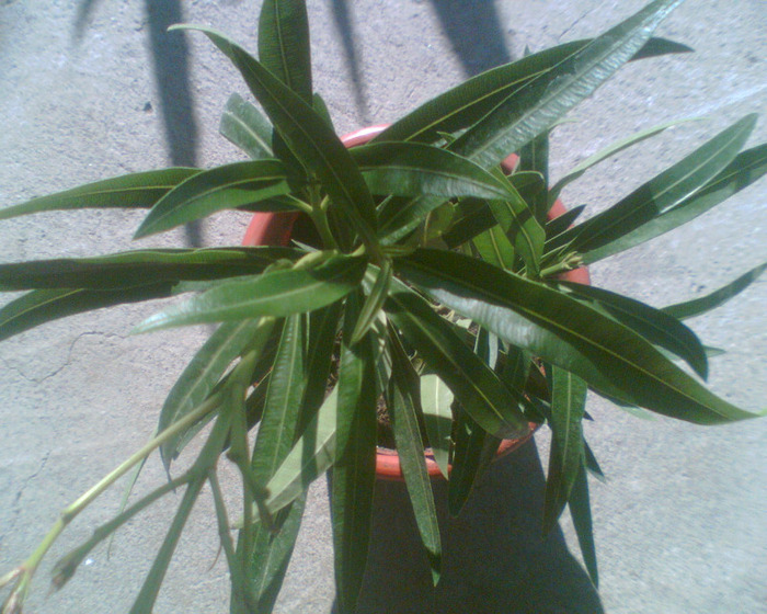 Picture 303 - Flori de la Dianadia