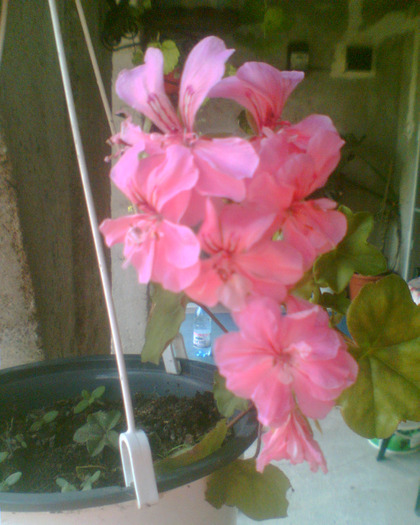 Picture 209 - Muscate