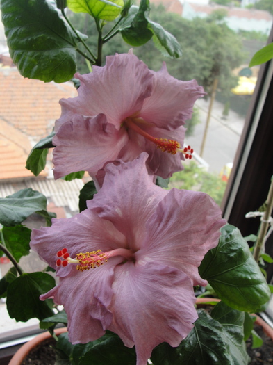hibiscus robyn ann