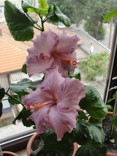 hibiscus robyn ann
