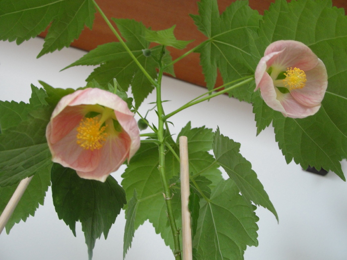 abutilon pink saten bell