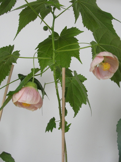 abutilon pink saten bell