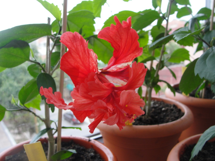 hibiscus el capitolio - C-plante de la hodnik 2011