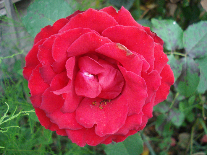 Rose Dame de Coeur (2011, July 01)