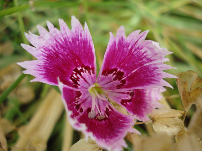 Dianthus chinensis (2011, July 03)