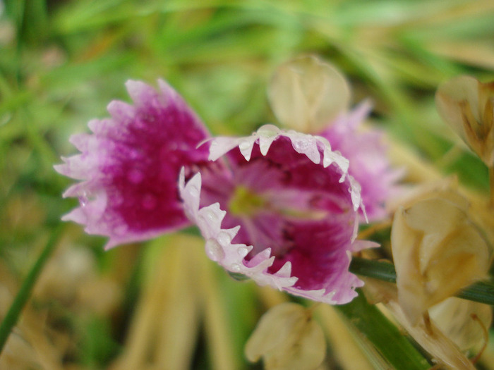 Dianthus chinensis (2011, July 03)