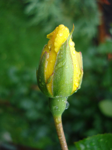 Rose Golden Showers (2011, July 03)