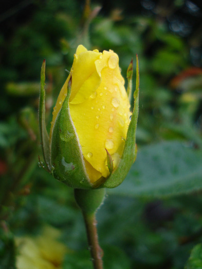 Rose Golden Showers (2011, July 03)