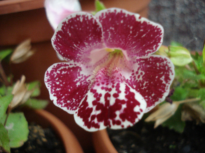 Mimulus_Monkey Flower (2011, Jul.01)