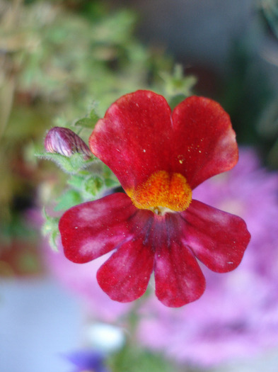 Sunsatia Cranberry (2011, June 19) - Nemesia Cranberry