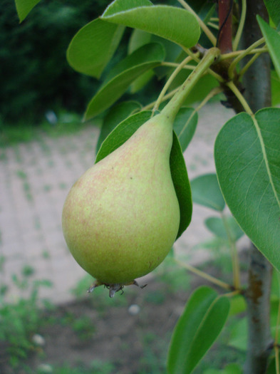 Pears_Pere Napoca (2011, July 01) - Pear Tree_Par Napoca