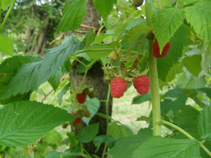 Zmeura - Gradina din spate