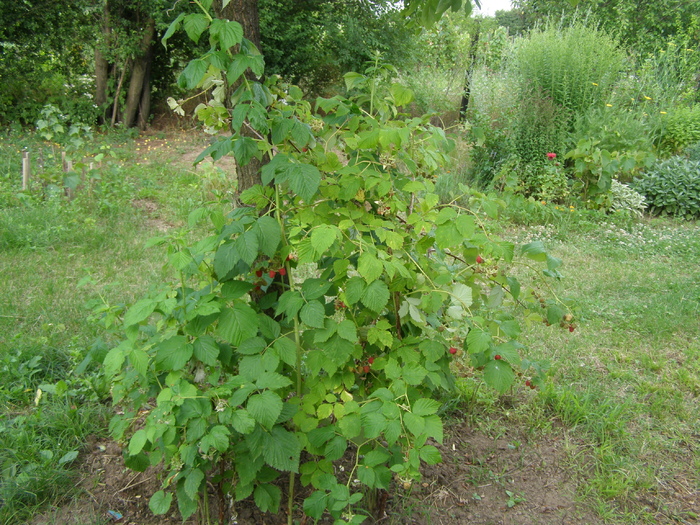 Tufa de zmeura - Gradina din spate