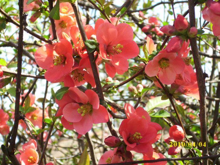 granat tufa cu flori - arbusti decorativi - mariagy