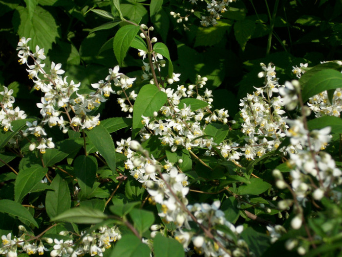 deutzia crenata nikko - arbusti decorativi