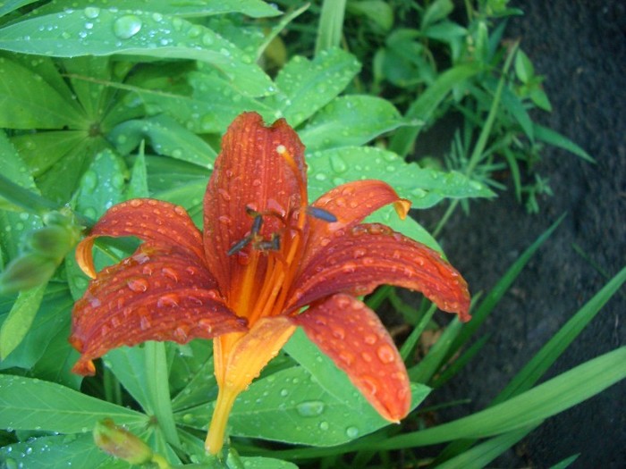 CIMG3884 - gradina 2011