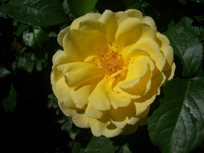 CIMG3886 - trandafiri 2011