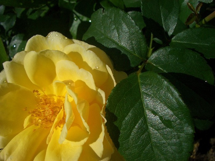 CIMG3888 - trandafiri 2011