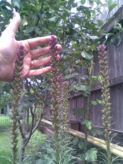 Liatris - VARA 2011