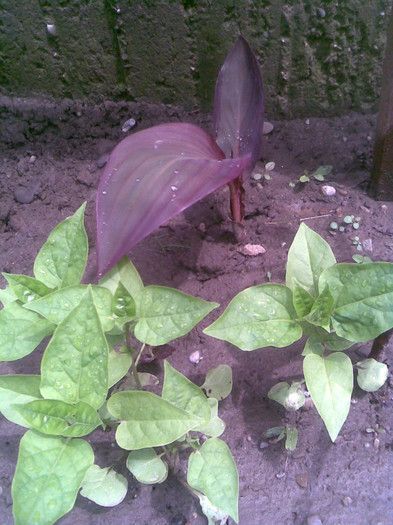Canna si Mirabilis - VARA 2011