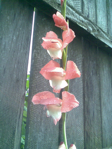 Imag008 - VARA 2011