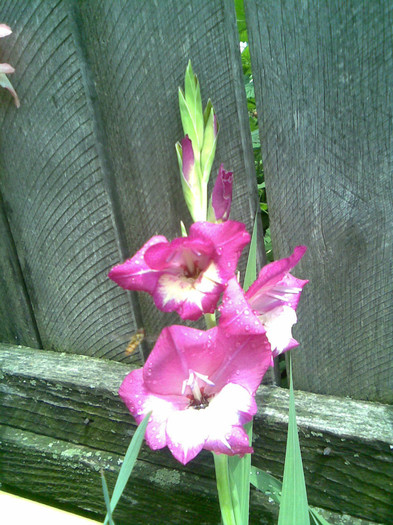 Imag010 - VARA 2011