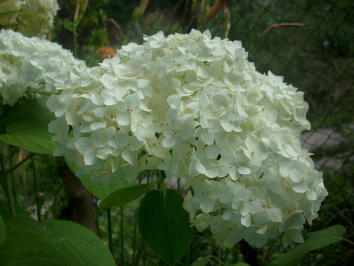 DSCI0507 - hydrangea hortensii