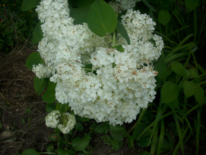 DSCI0498 - hydrangea hortensii