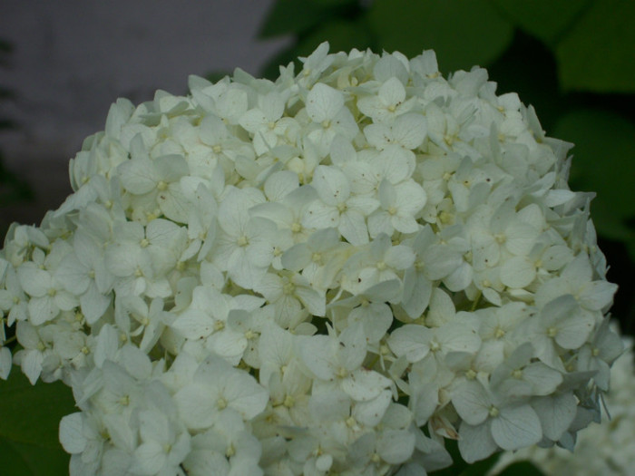 DSCI0500 - hydrangea hortensii