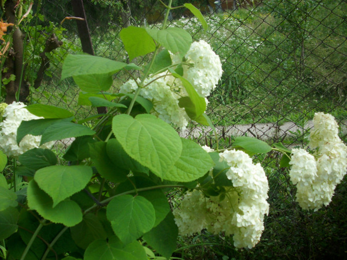 DSCI0502 - hydrangea hortensii